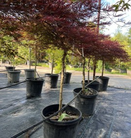 Клен ACER PALMATUM DISSECTUM GARNET  C35 h 110 1/2fusto
